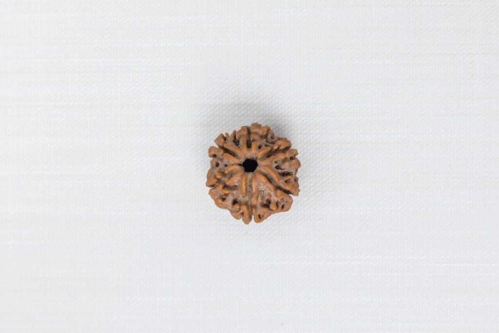 6 Mukhi Nepali Rudraksh