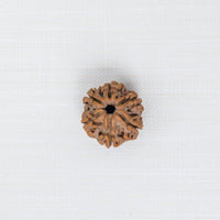 Loose Rudraksh Bead