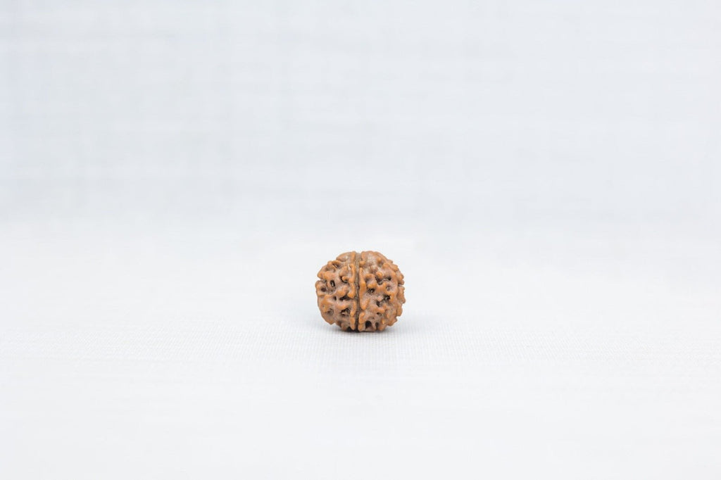 6 Mukhi Nepali Rudraksh