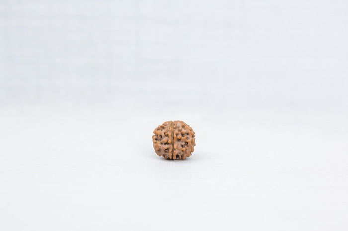 6 Mukhi Nepali Rudraksh