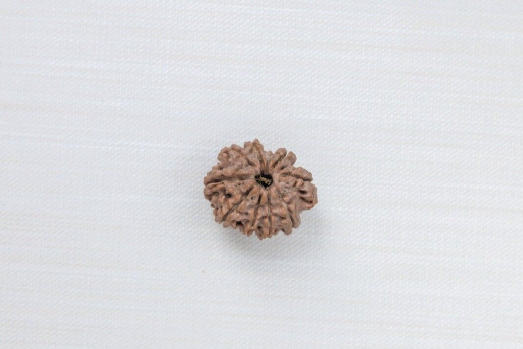 9 Mukhi Nepali Rudraksh