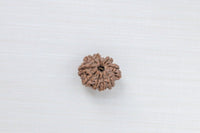 Loose Rudraksh Bead