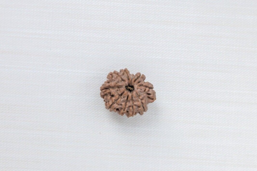 9 Mukhi Nepali Rudraksh