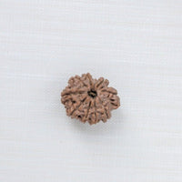 Loose Rudraksh Bead