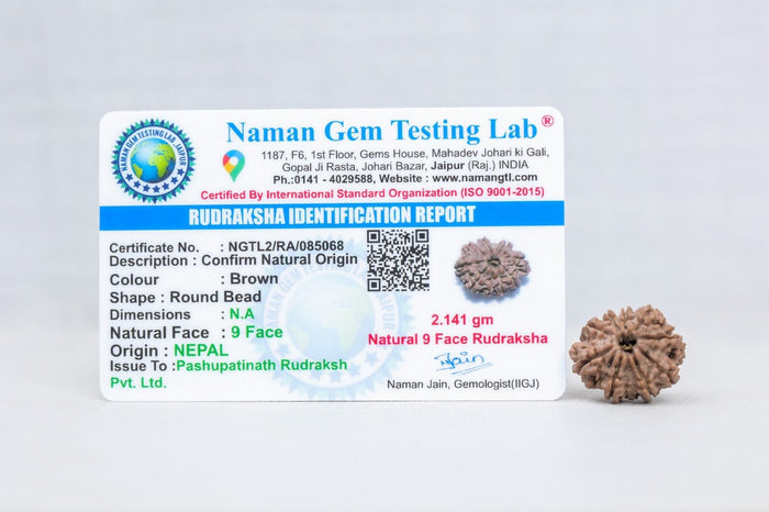 9 Mukhi Nepali Rudraksh with certificate