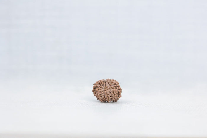 9 Mukhi Nepali Rudraksh