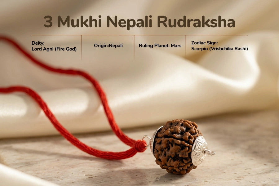 3 Mukhi Nepali Rudraksh 