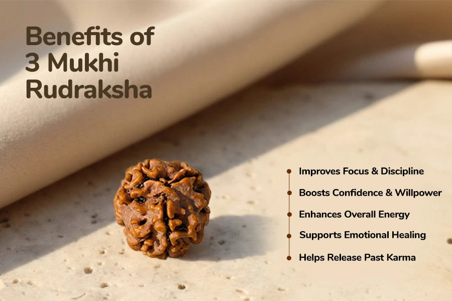 3 Mukhi Nepali Rudraksh 