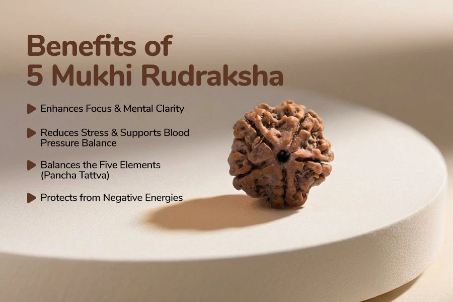 5 Muhi Nepali Rudraksh