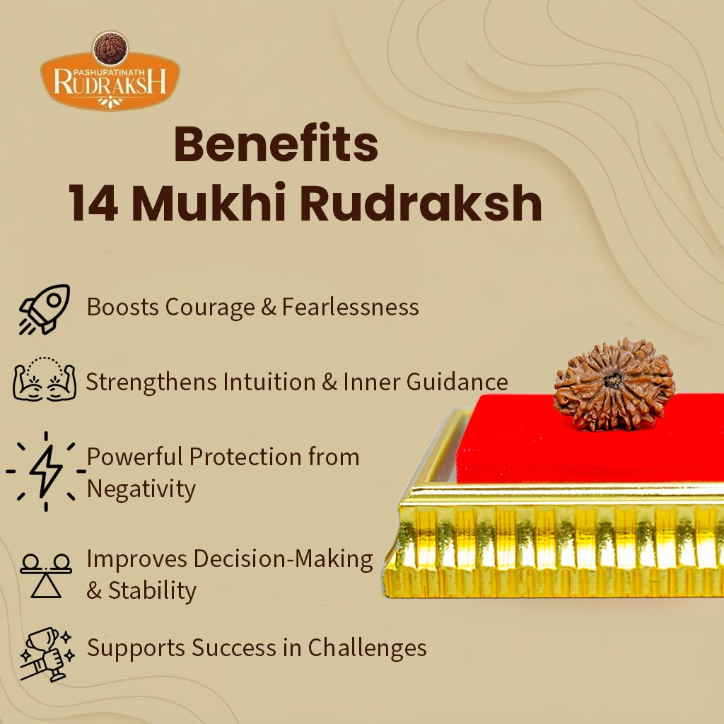 benefits  of 14 mukhi rudraksh 