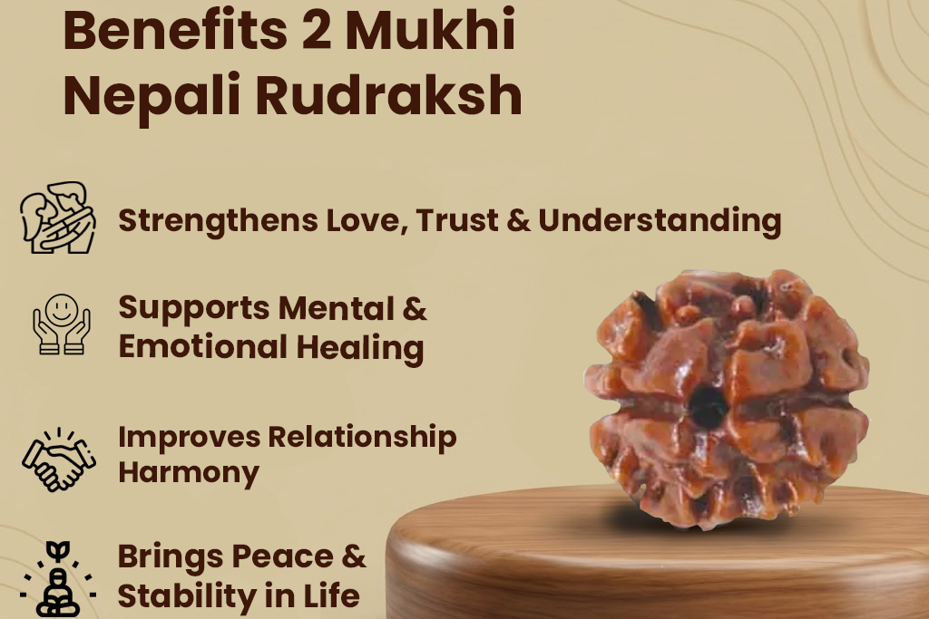 2 Mukhi Nepali Rudraksh- Unity and Harmony